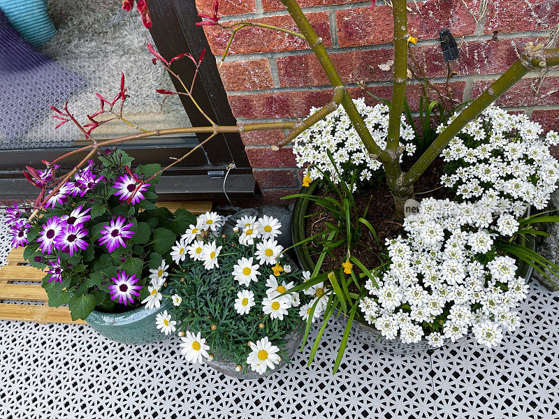 紫色/粉色的骨精花和银菊(argyrantum frutescens)在花盆中，白色塑料瓷砖装饰，温室门，高架景观